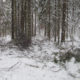 Делянка