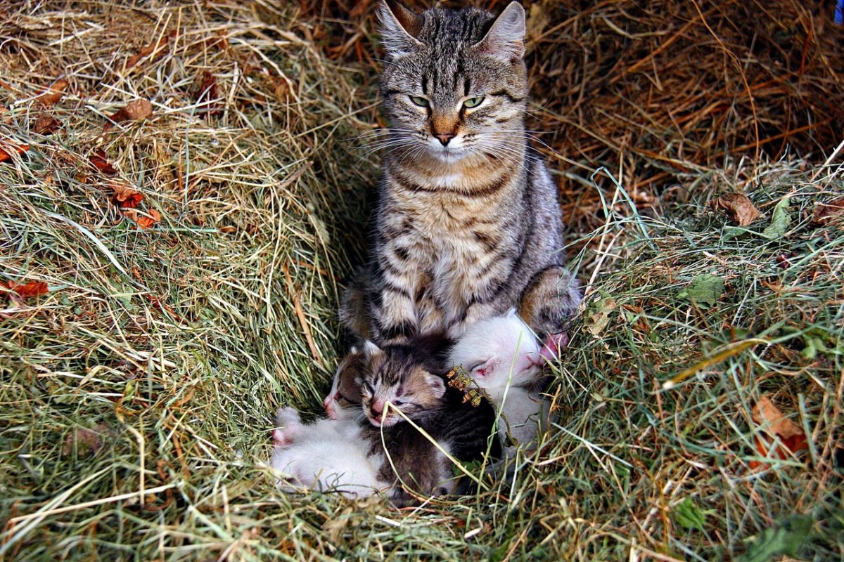 «Кошка»