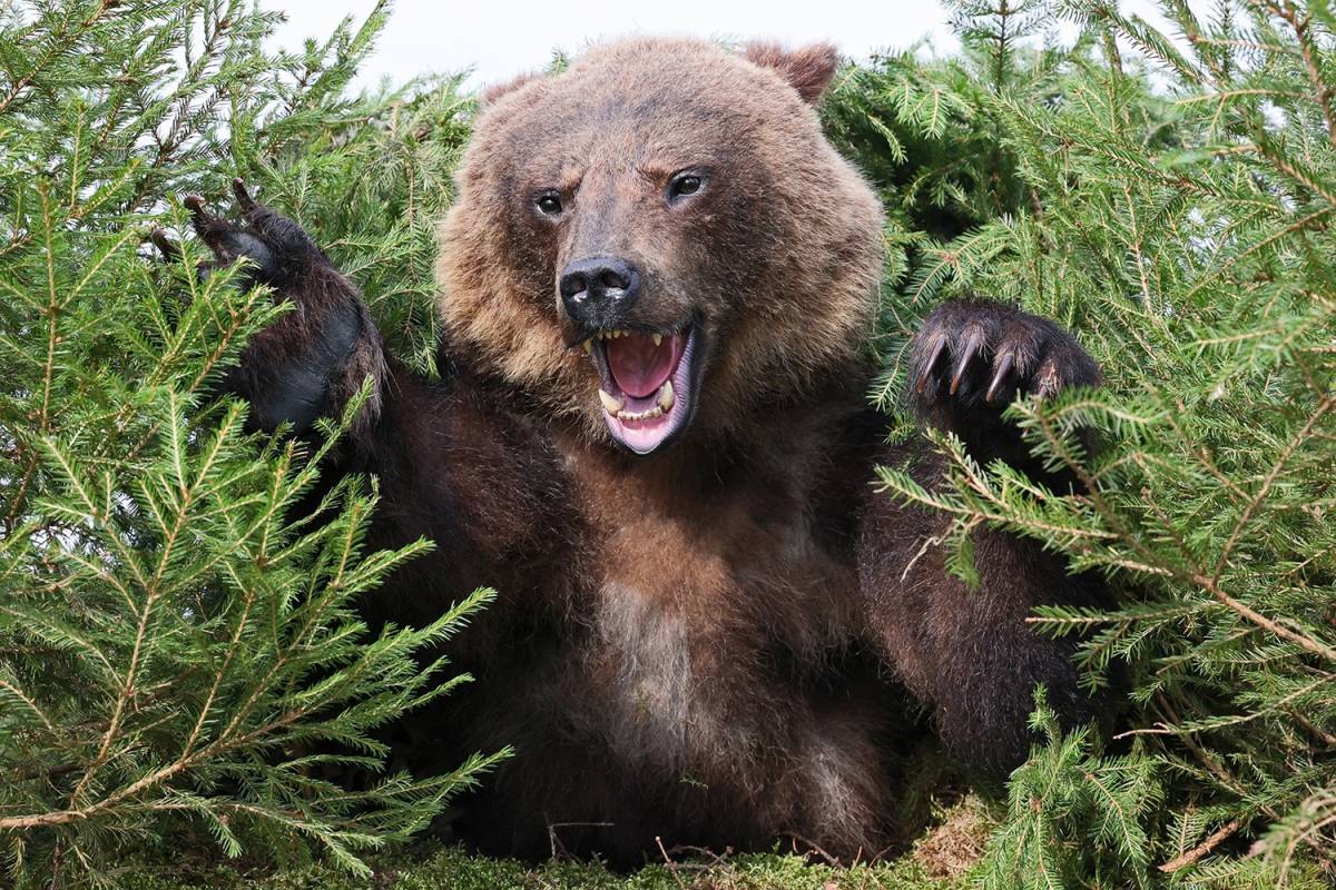 Медведь Медведь