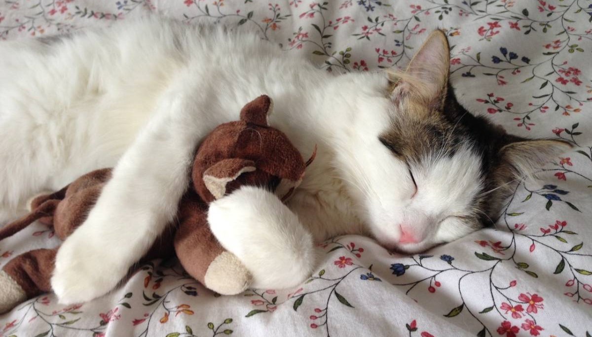 «Кошка»