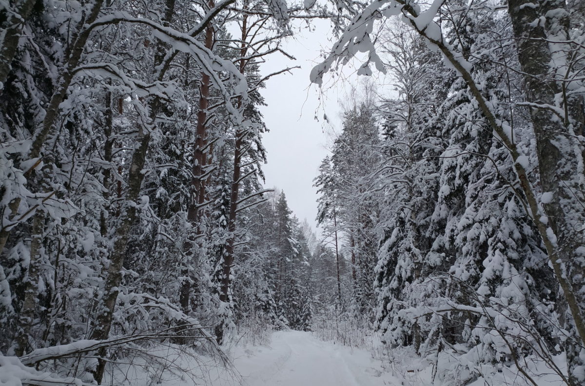 Снег Снег