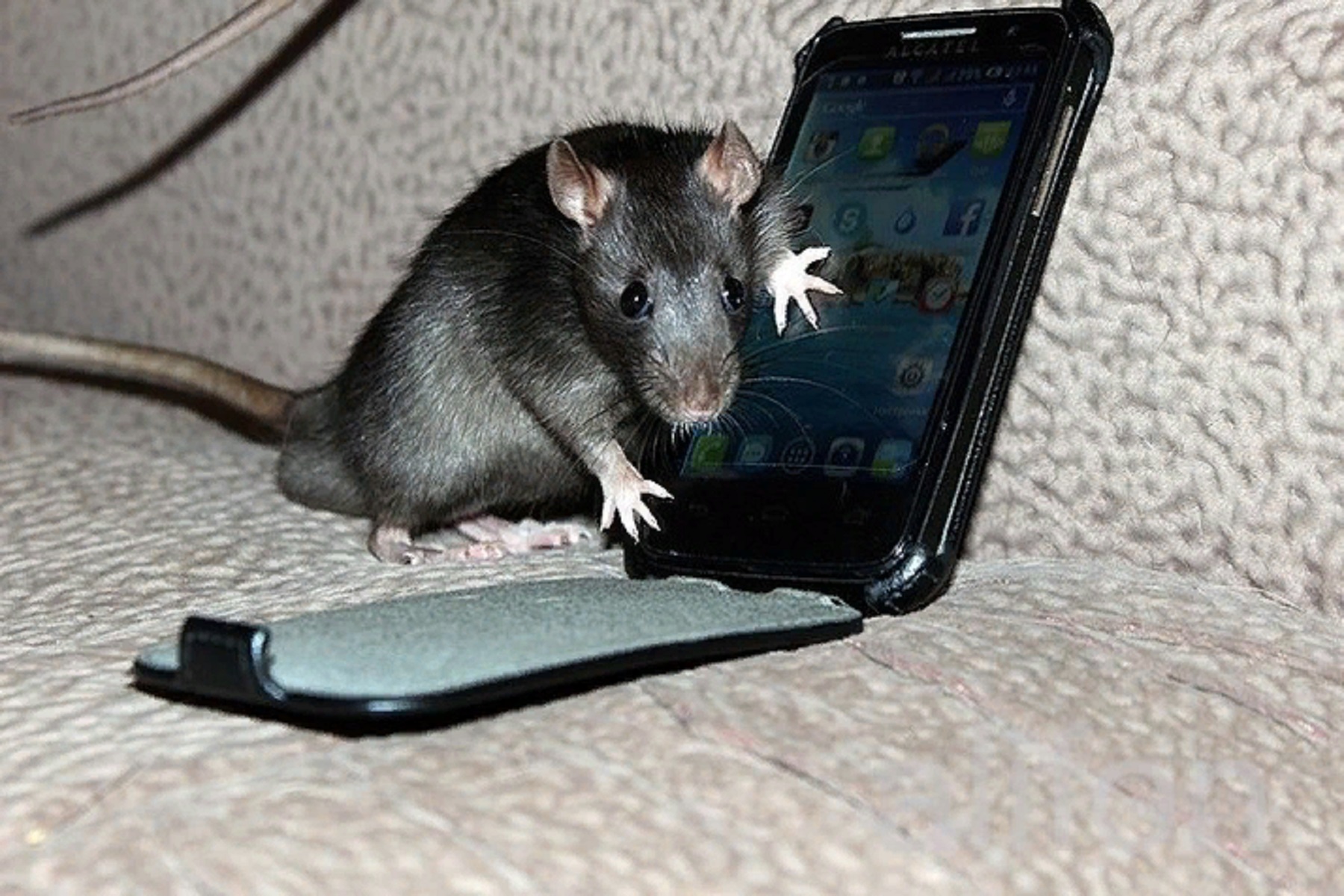 Миллер мыши. Мышка для телефона. Мышь с телефоном. Наглая мышь. Наглая крыса.