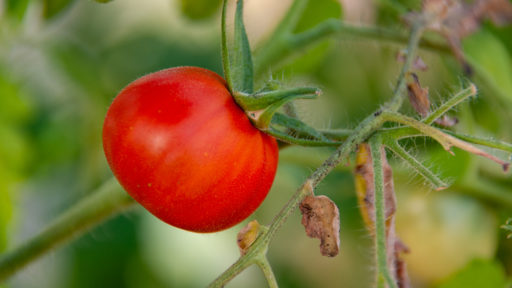 томат тяжеловес сибири 20шт. ультраранние сорта томатов для сибири. томат тепличный крупноплодный. томат букет сибири f1. сорт помидор тяжеловес сибири.