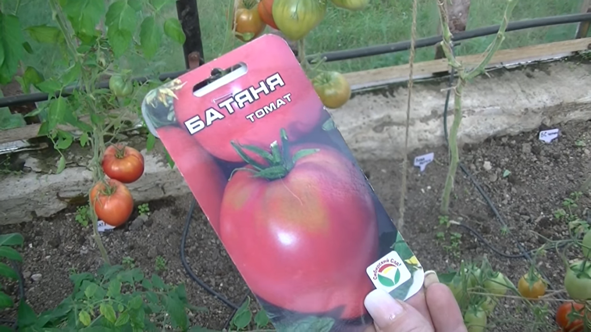 Сорт томатов «Батяня»
