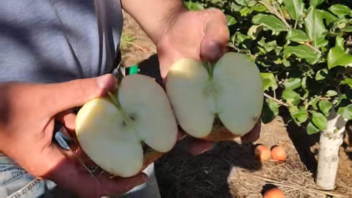 Сорт яблонь «Ханни (Хоней) Крисп»