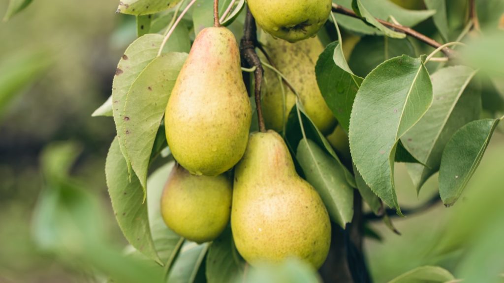 Как увеличить урожай груш: полезные советы и рекомендации