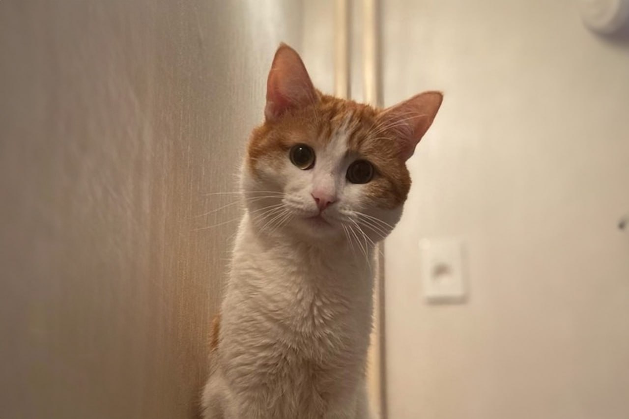 кот Твикс кот Твикс