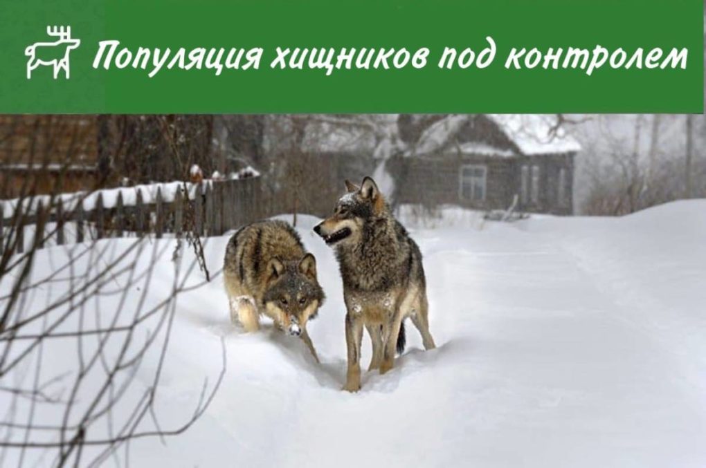 Волки Волки