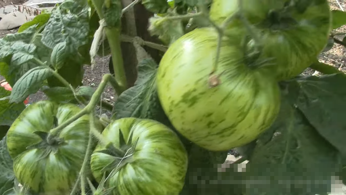 Сорт томатов «Курочка Ряба»