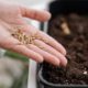 high-angle-of-woman-holding-seeds-for-planting-with-pot_23-2148850876