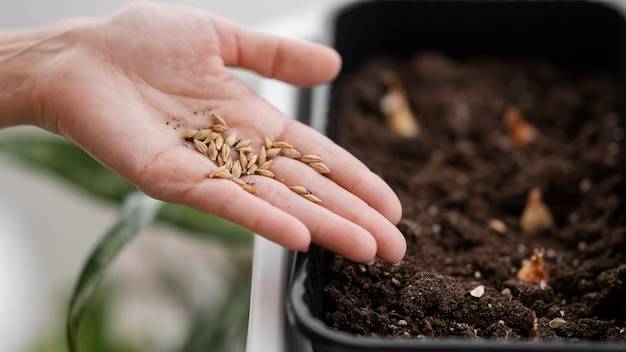 high-angle-of-woman-holding-seeds-for-planting-with-pot_23-2148850876 high-angle-of-woman-holding-seeds-for-planting-with-pot_23-2148850876