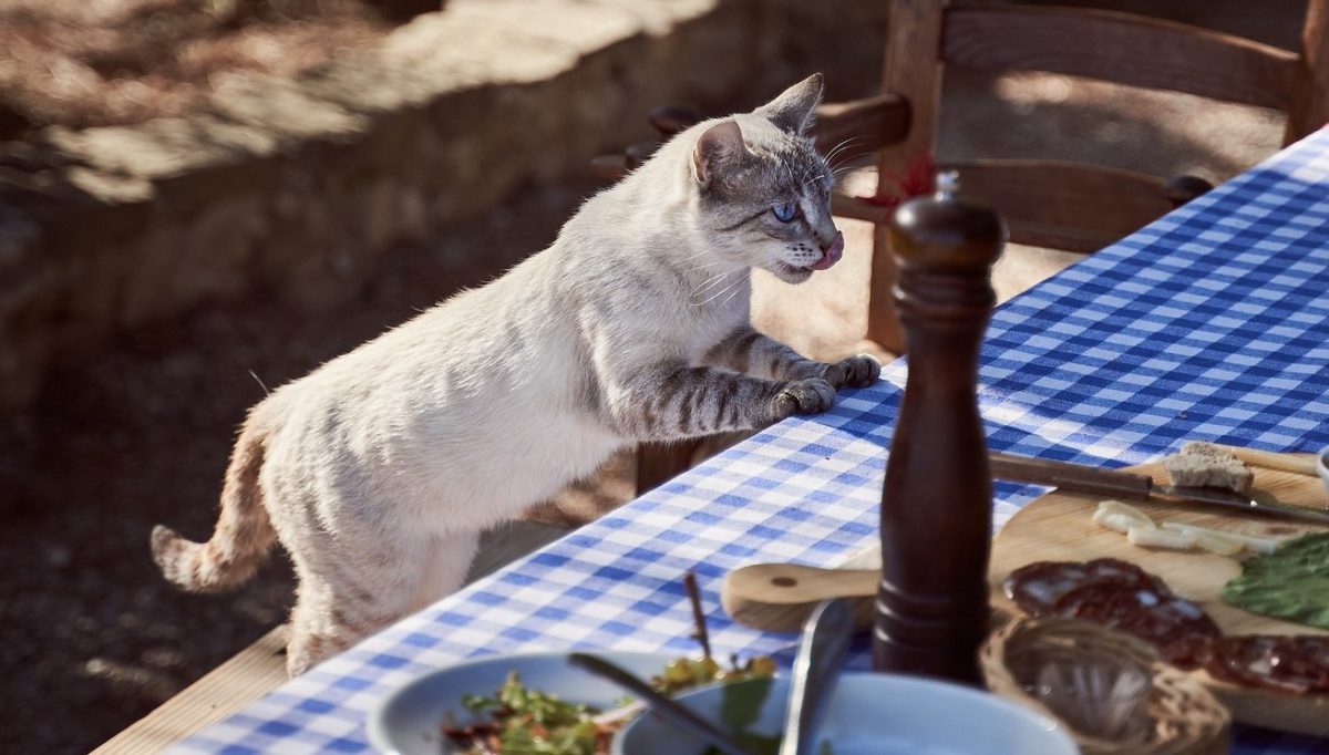 кошка на столе