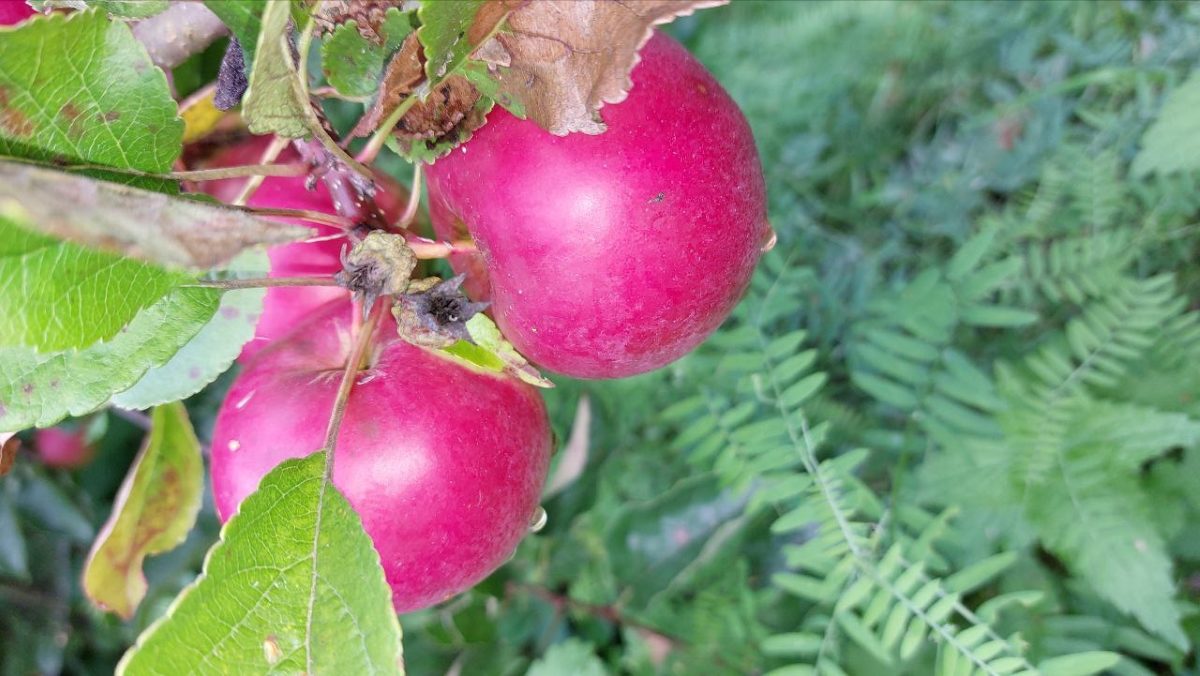 Сорт яблонь «Вельяминовское»