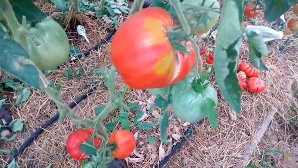 Сорт томатов «Пузата Хата»