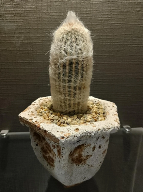 «Кактус»