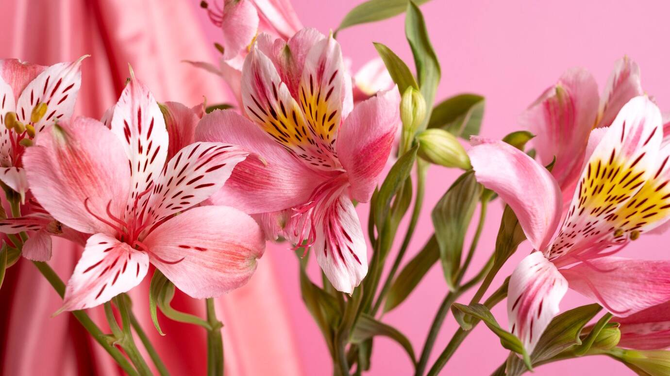 beautiful-lilies-with-pink-background_23-2149307851