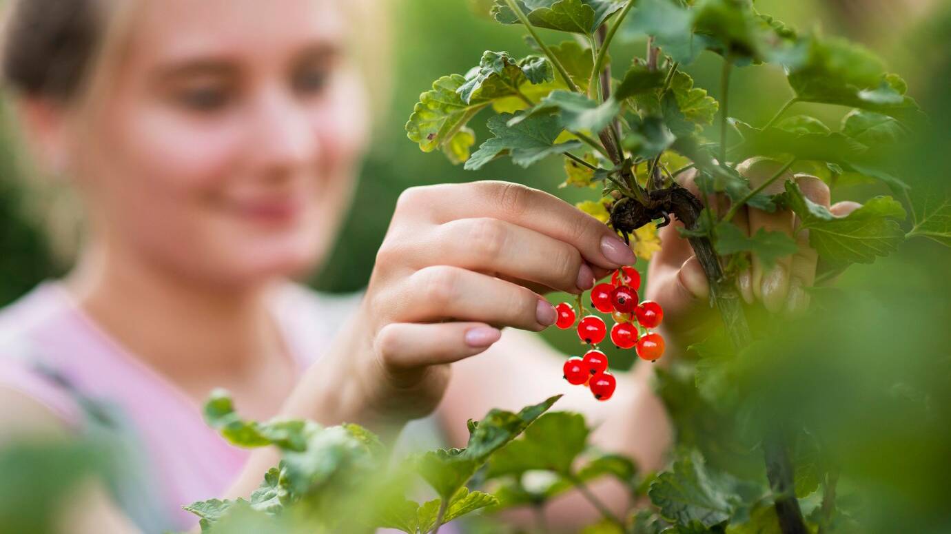 close-up-blurred-girl-picking-fruits_23-2148617231