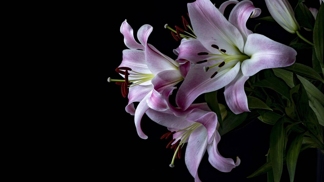 closeup-shot-flowers-called-lily-stargazer_181624-35448
