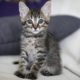 Кошка на диване