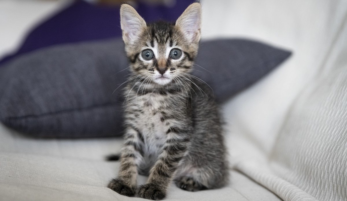 Кошка на диване Кошка на диване