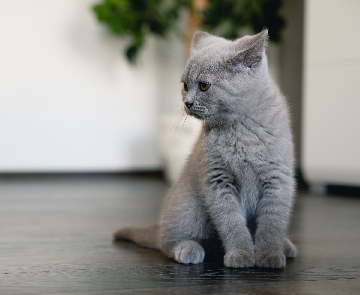 «кошка