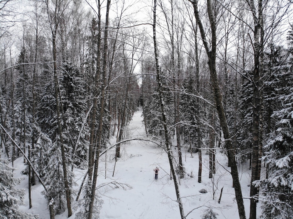 Лес рубили под Череповцом без всяких разрешений. Фото Город Че