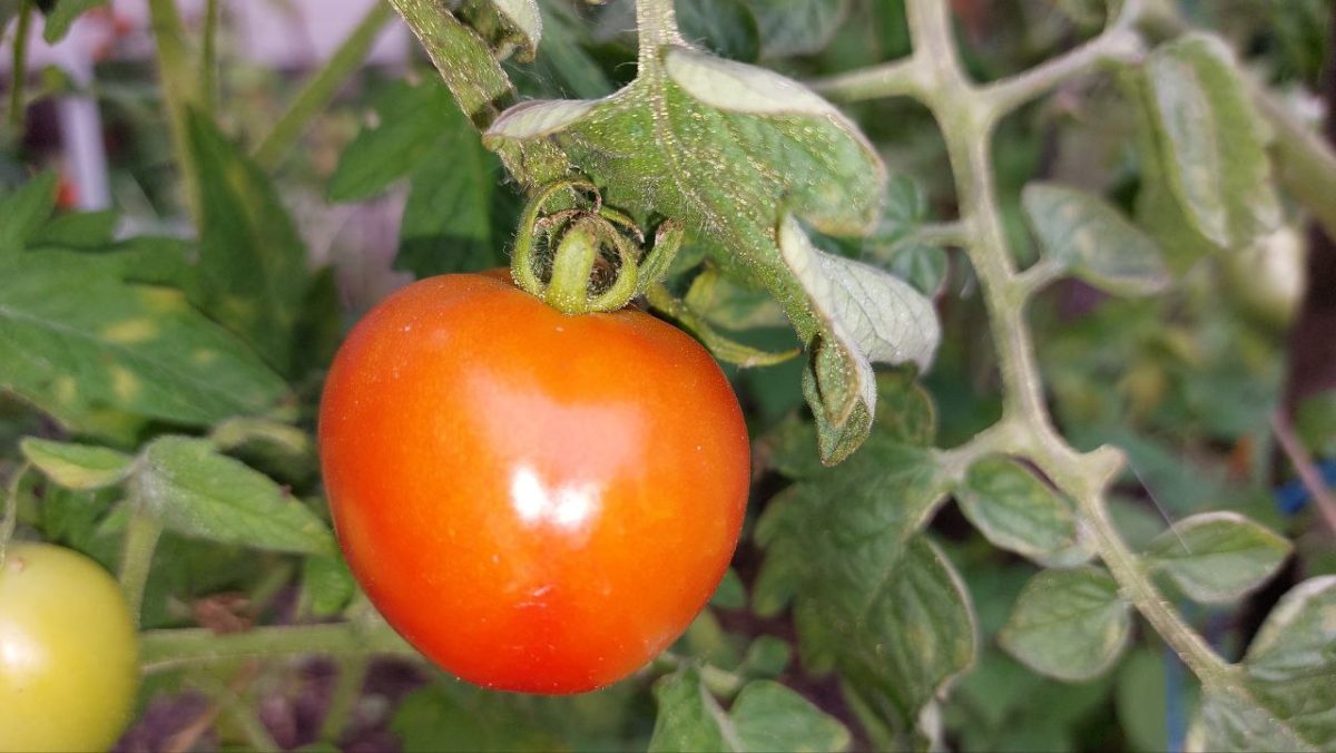 Сорт томатов «Крайний север»