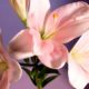 still-life-with-flower-arrangement_23-2149307906
