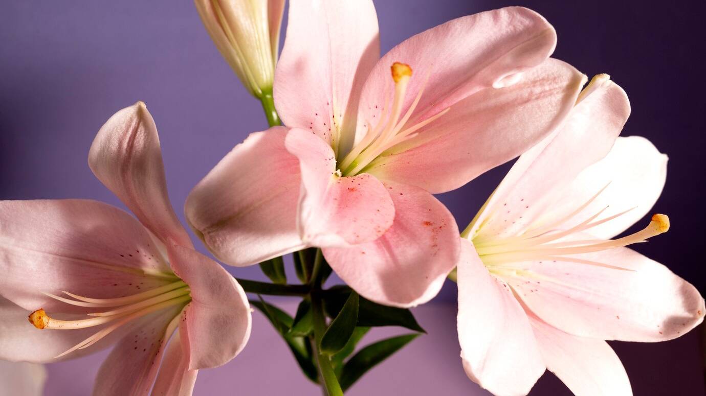 still-life-with-flower-arrangement_23-2149307906 still-life-with-flower-arrangement_23-2149307906