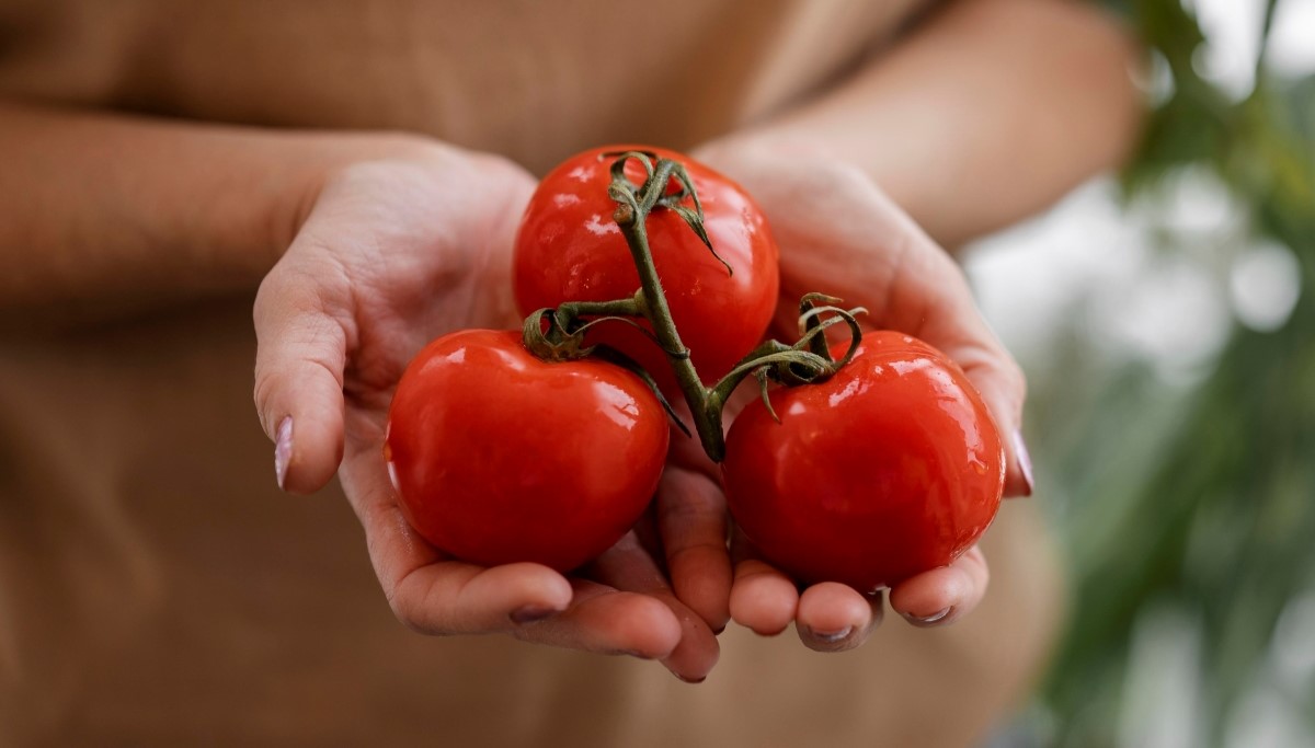 томаты в руках