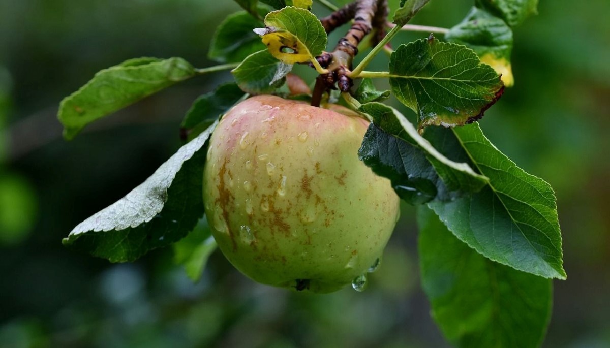 Яблоко на яблоне