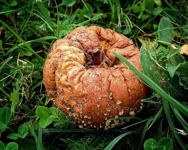 «Яблоко