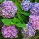 a-DSC_0483-Hydrangea-Endless-Summer-