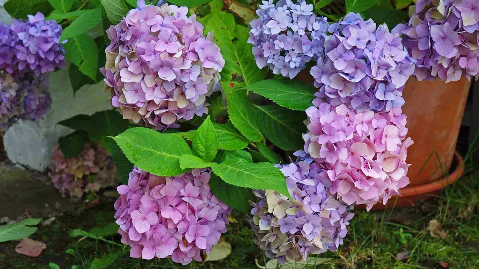 a-DSC_0483-Hydrangea-Endless-Summer- a-DSC_0483-Hydrangea-Endless-Summer-