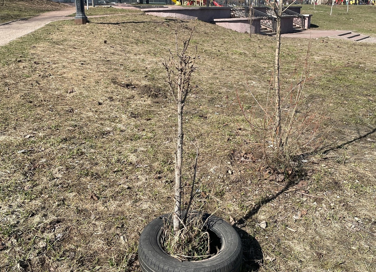 Деревья после зимы Деревья после зимы