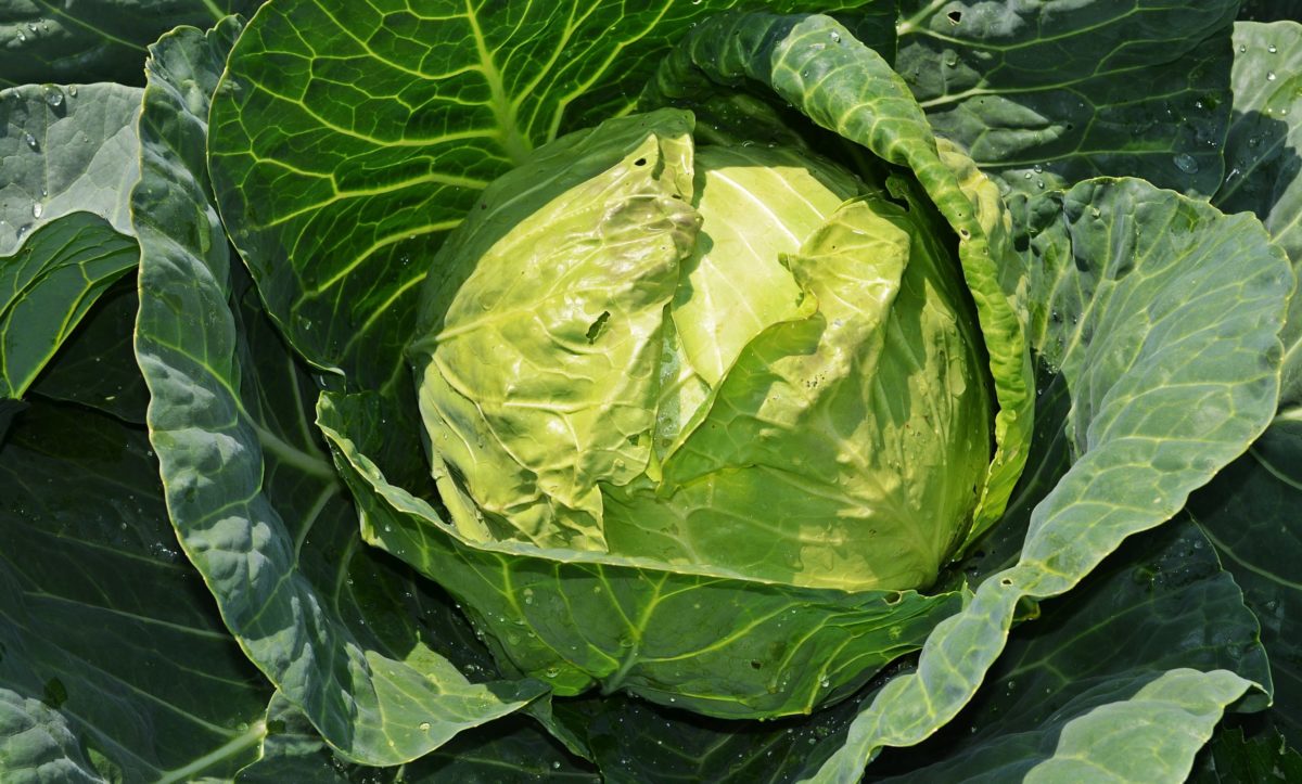 капуста1 капуста1