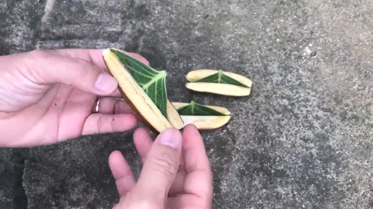 «Укоренение