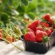 fresh-ripe-strawberries-inside-black-plastic-box_7502-7746
