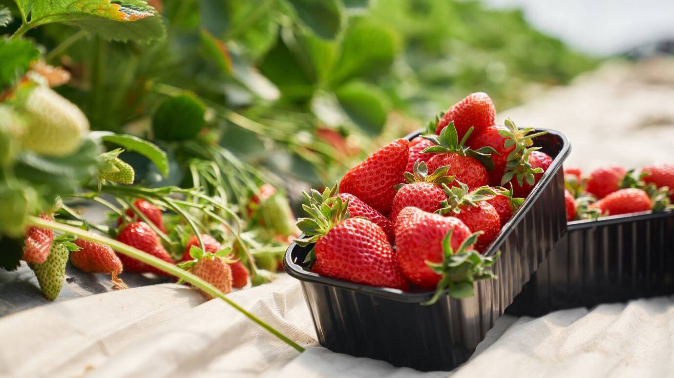 fresh-ripe-strawberries-inside-black-plastic-box_7502-7746 fresh-ripe-strawberries-inside-black-plastic-box_7502-7746