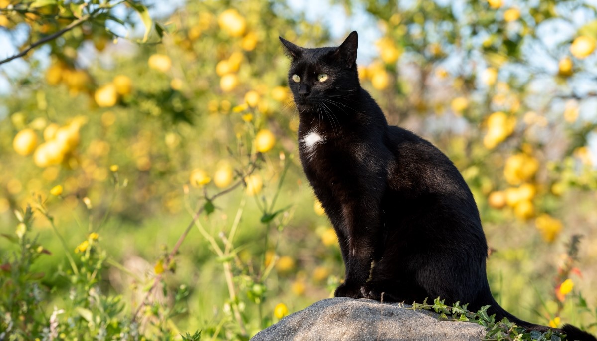 Кошка чёрная п Кошка чёрная п