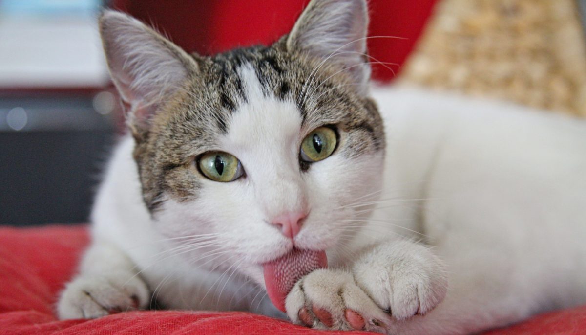 кошка кошка