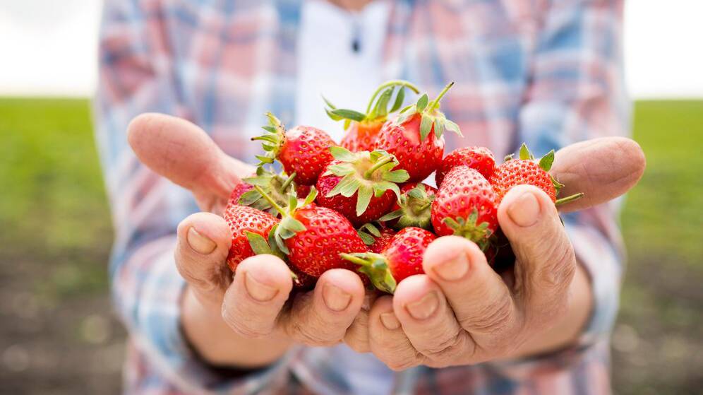 woman-holding-bunch-strawberries_23-2148580040
