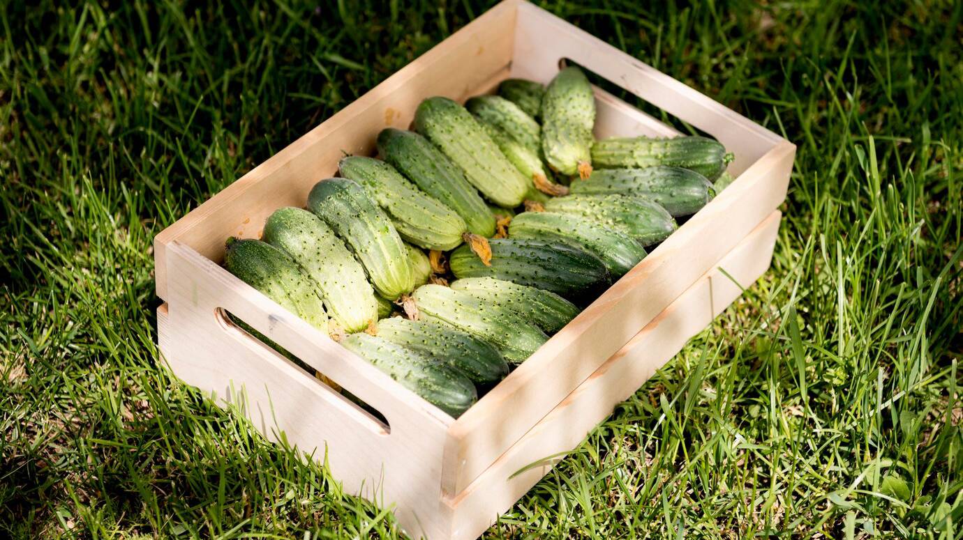 basket-filled-with-cucumbers-grass_23-2148585744