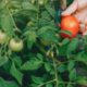 beautiful-woman-works-garden_1157-24627