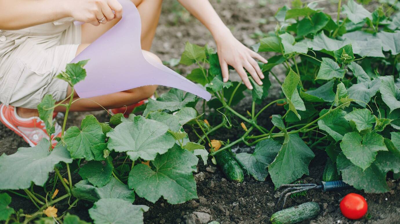 beautiful-woman-works-garden_1157-24636 beautiful-woman-works-garden_1157-24636
