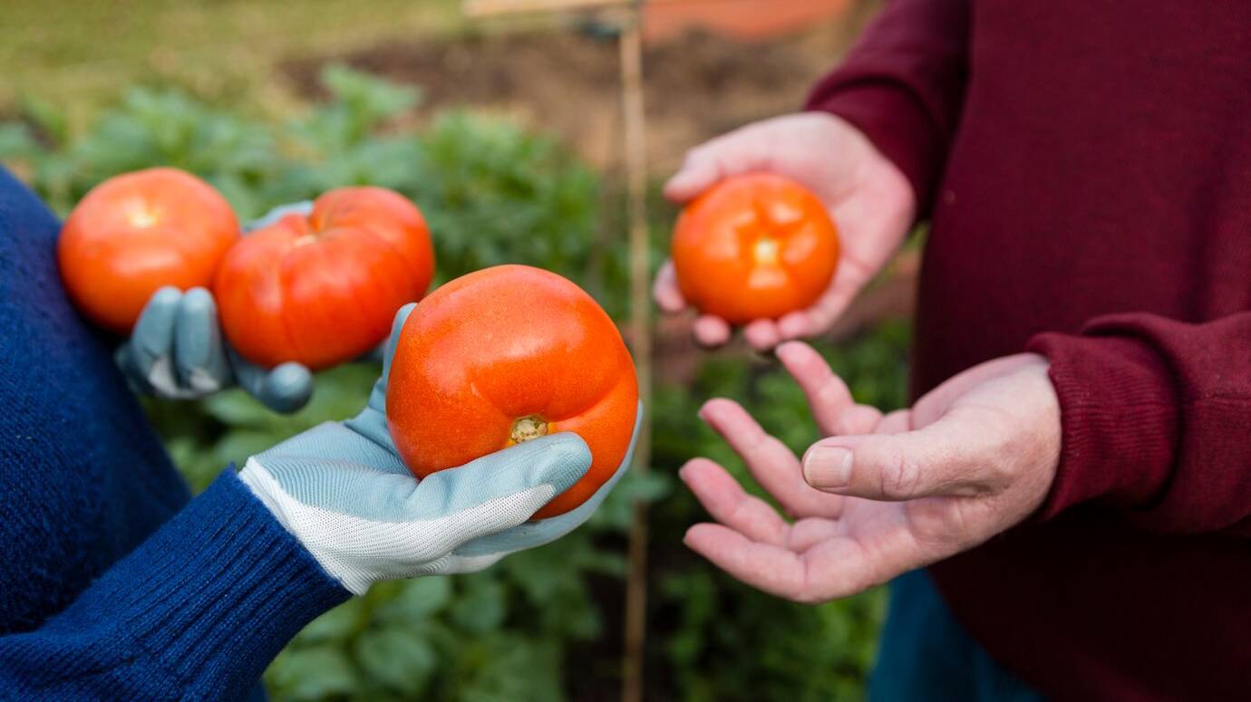 close-up-gardeners-holding-organic-tomatoes_23-2148396755