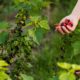 close-up-hand-holding-fruits_23-2148617235