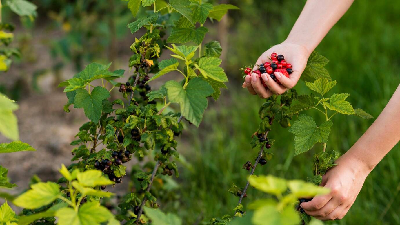 close-up-hand-holding-fruits_23-2148617235