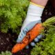 close-up-man-taking-carrots-out-soil_23-2148396759