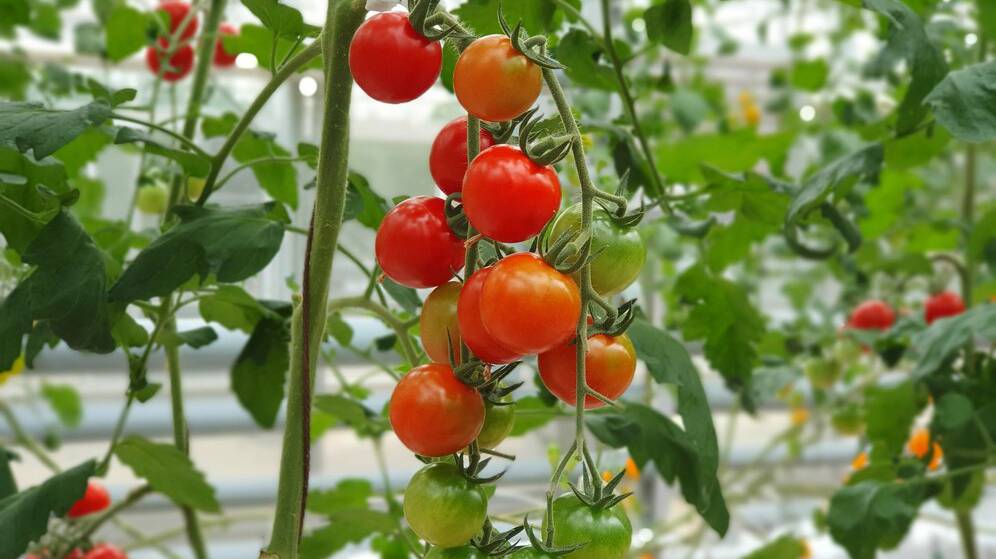 colorful-tomatoes-vegetables-fruits-are-growing-indoor-farm-vertical-farm_181624-42824